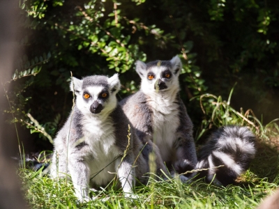 Ring-tailed lemur - De Zonnegloed - Animal park - Animal refuge centre 